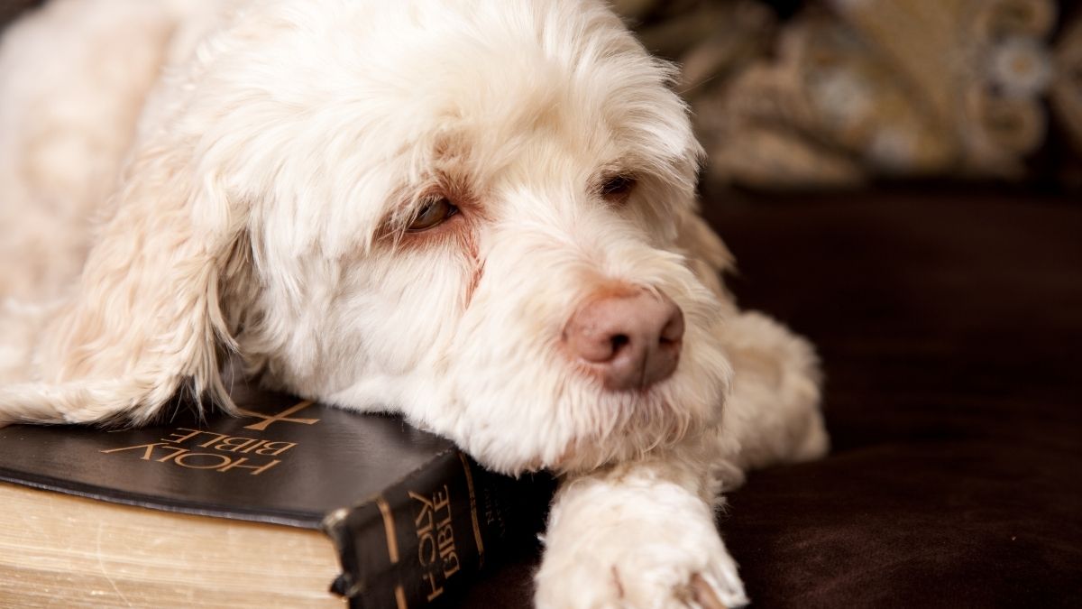 9 Signs of Spiritual Laziness What Are the Signs of Spiritual Laziness-Growing Up Spiritually